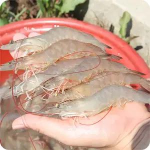 신안 급냉 흰다리새우 1kg 외 택1 25년 첫출하 당일조업 대하 새우