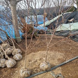 [나무생각]착한가격 나무생각 / 로지아목련(별목련) / 4년생 / 개화주