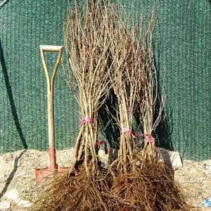 석류나무 석류묘목