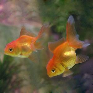 오란다 금붕어 7cm내외 1마리 랜덤발송