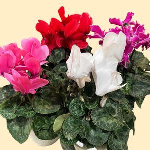 시클라멘 중품 랜덤발송 겨울에도피는꽃 노지월동 발코니 플랜테러어 은은한향기 고운수형 베란다