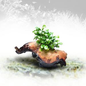 헬로아쿠아 수초-작은 투톤유목 부세 활착-어항 수족관 수중식물