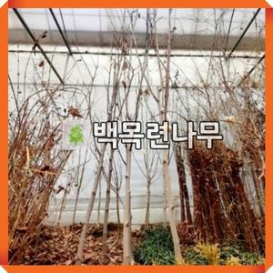 백목련나무 묘목 R3cm