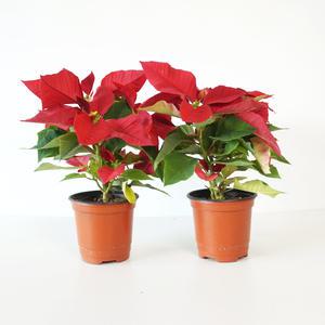 2개세트 포인세티아 소형 모종 생화 빨강 화분 크리스마스화분 키우기