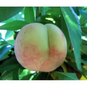 향수묘목농원  쉽게 무르지 않는 유명과 백도 복숭아나무2년생분묘