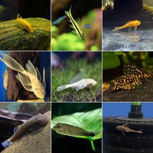 티아쿠아 열대어 모음 이끼제거 청소 물고기