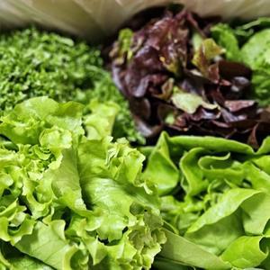 GAP인증 유러피안 샐러드 쌈채소 1kg  4종+랜덤1 2종) 당일수확출고