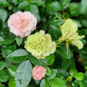 삼색 찔레장미 모종 미니장미 노지월동 다년생 정원 조경 꽃나무 야생화 A11