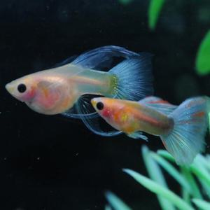 [춘자네수족관]고정구피, 블루 토파즈 글라스벨리 C리본 [한쌍] 구피