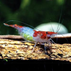 [춘자네수족관]관상 새우, 레드 릴리슈림프 A+ [2마리]