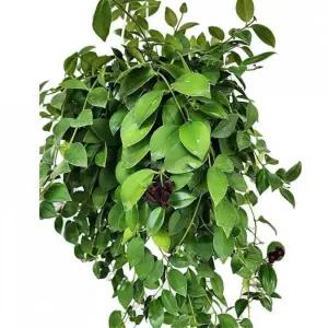 반그늘 녹색 행잉식물 트리초스 걸이 70cm 벽걸이식물