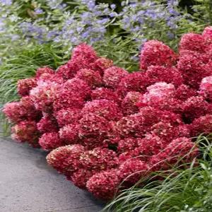 목수국 쁘띠 체리 P9포트묘 여름꽃나무 조경수 베란다 테라스 화분 노지월동