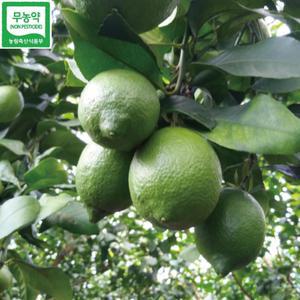 비타민 C 가득 무농약인증 제주그린레몬 3kg