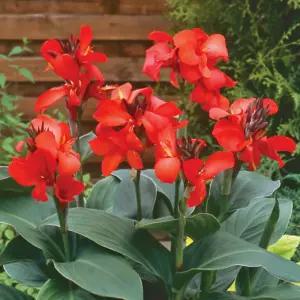 왜성 칸나 15cm 중품 구근식물 다년생 노지월동 정원 야생화 B04