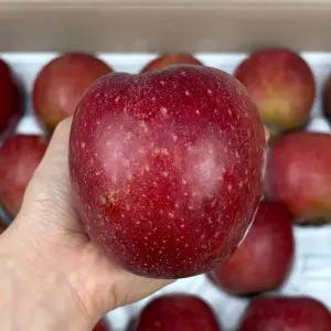경북 감홍 사과 3kg 9과내외 대과 정품 감흥사과 꿀사과 햇사과 안동 사과 한박스 고당도사과 당도높은사과