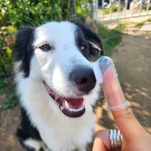 휴대용 애견 실리콘 칫솔 강아지 치아관리 케이스포함 (WF5E823)