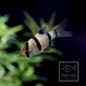 열대어 관상어 잉어과 / 수마트라 [5마리]