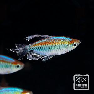 관상어 열대어 카라신과 / 콩고 테트라 [2마리]