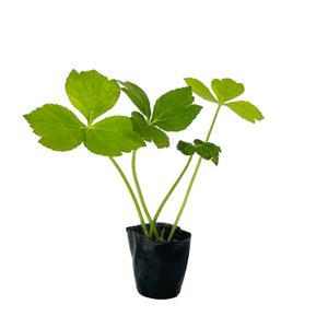 [장미농원] 신선초 모종