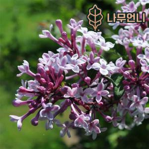 미스김라일락 나무 키40cm 묘목 나무언니
