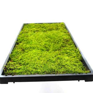 털깃털이끼 한판(30cmx60cm) 생이끼 테라리움 만들기 플랜테리어 비바리움