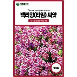 산들마켓 백리향 허브 꽃씨앗 100립 타임 솜사탕 퍼럼 둥글고 풍성하게 자라는 꽃씨 종자