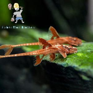 [힘찬열대어] 이끼청소 레드리자드 1마리