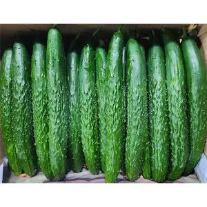 국산 못난이 가시오이 상