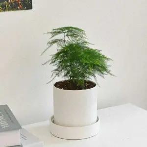 아스파라거스 나누스 (소형) 원형세라믹 식재 개업 축하 승진 카페 화분