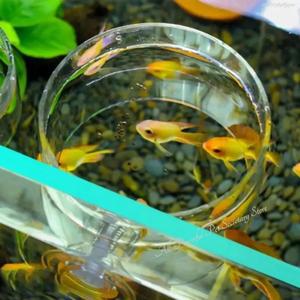 물고기 먹이 링 수족관 탱크 스테이션 부동 음식 트레이 피더 강력한 흡입 컵이있는 악세서리