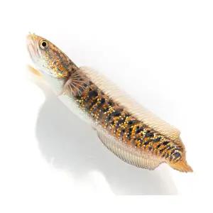 [주니멀열대어]찬나 아시아티카 레드 칼리마야 10cm 내외관상어