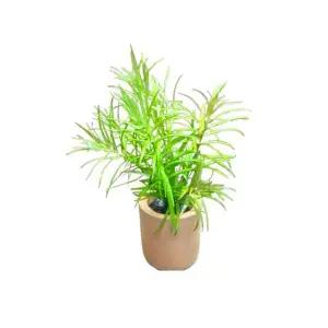 디디플리스 디안드라 (1포트) 포트수초