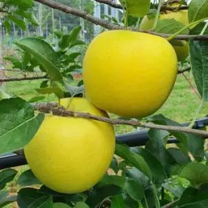 껍질째 먹는 청송 황금사과 시나노골드 10kg 20-28과(특대)