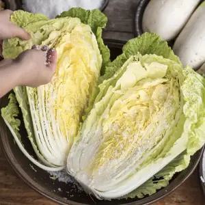 그맛남 해남 청정 아삭 절임 배추 20kg 7-11포기 신안 천일염 김장 김치 절임배추