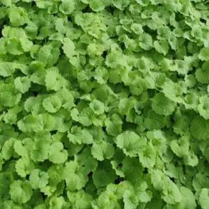 산미나리 미나리싹 영아자모종(트레이모)20개 gj2511