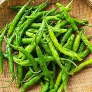 꽈리고추 국내산 4kg