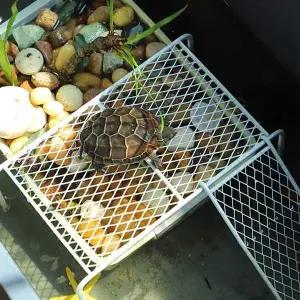 [골드스마일]거북이 매트 놀이 마루 어린이 안전 다용도 플랫폼