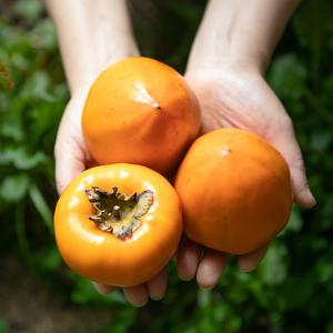 꿀덩어리 대봉감 10kg 홍시용 곶감용