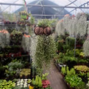 5개 식물도매 대량구매 코코넛이오난사수염틸란드시아 희귀식물 유칼립투스 몬스테라  69