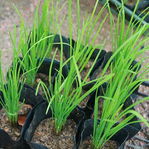 부추모종(2개) 텃밭 가꾸기 채소 심기