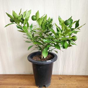 레드향나무 화분 ( 감귤 청귤 한라봉 황금향 레드향 천혜향 금귤 낑깡 유주 깔라만시 )