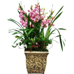 후쿠무스메 심비디움 서양난