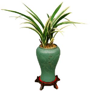 황금태양(도자기) 동양난