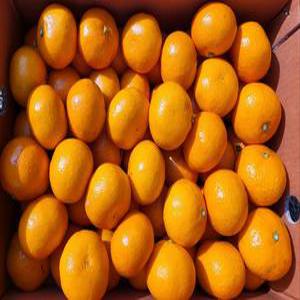 프리미엄 만보네귤 제주귤 제주도귤 노지귤 서귀포귤 2.5KG