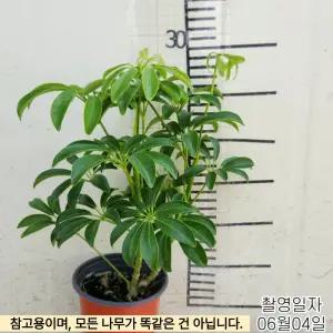 홍콩야자 포트묘목 실내 공기정화식물 관엽식물 인테리어 (목하원예조경)