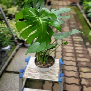 여러촉 몬스테라 중품 50-70cm 99