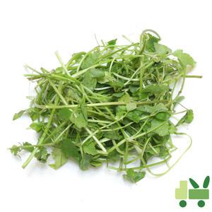 미나리 8Kg (보통)