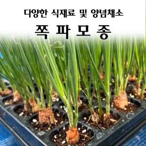 [모종심는아빠] 다양한 식재료 및 김장용 양념채소 쪽파 모종3개