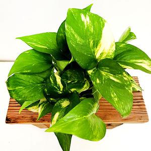 에덴플랜트 마블스킨 소품 스킨답서스 무늬 행잉플랜트 공기정화 실내식물 음지 반려식물