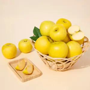 [미식한가] 새콤달콤 황금사과 시나노골드 9kg (주스용/램덤과)